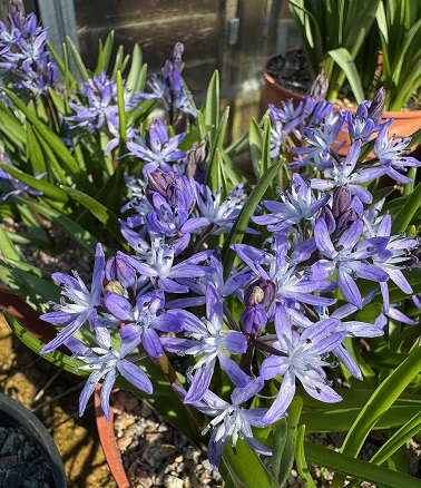 Scilla reverchonii
